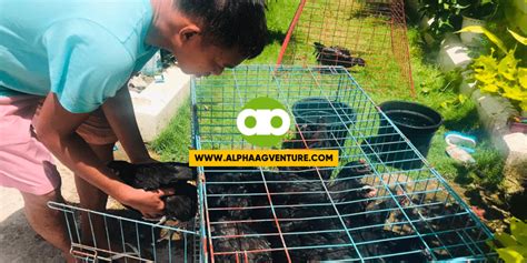 Mga Dapat Malaman sa Pagpupurga ng mga Manok at Iba Pang .